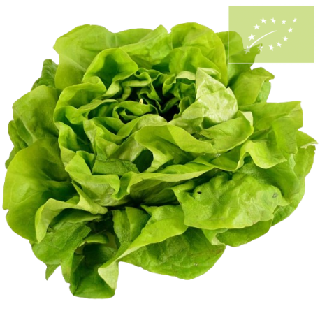 Lechuga COGOLLO Ecológica