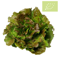 Lechuga MARAVILLA ecológica