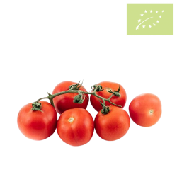 Tomate RAMA Ecológico 