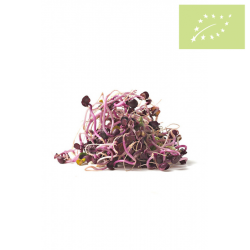 Germinado Rabanito rosa bandeja 60gr Ecológico