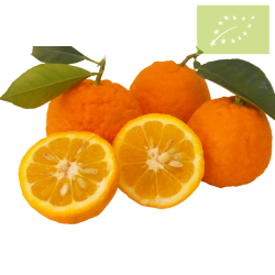 Naranja AMARGA Ecológica.