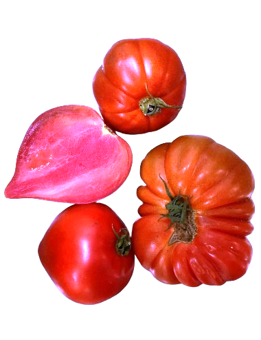 Tomate Huevo de toro Ecológico