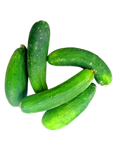 Short Cucumber Organic