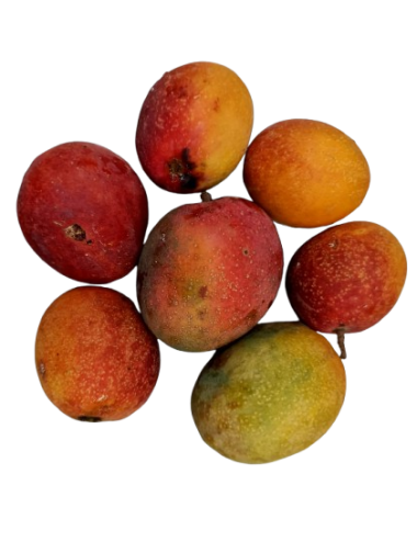 Mango IRWIN BABY Ecológico