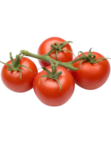 Tomate RAMA Ecológico 