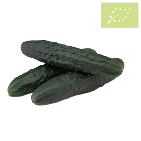 Pepino medio frances OFERTA Ecológico