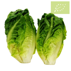 Lechuga COGOLLO PACK 2 UD. Ecológica