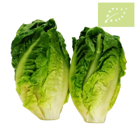 Lechuga COGOLLO PACK 2 UD. Ecológica