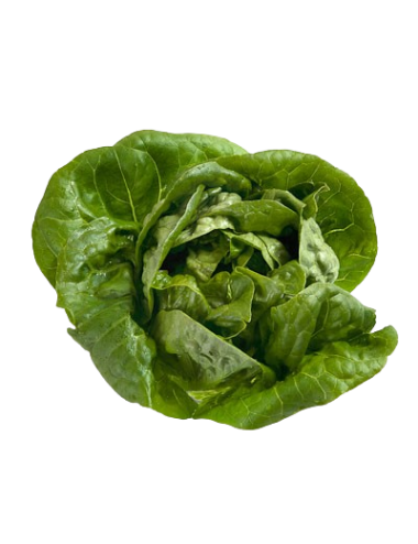 Heart Lettuce Organic
