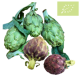 Alcachofa Ecológica