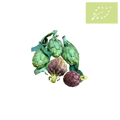 Alcachofa Ecológica