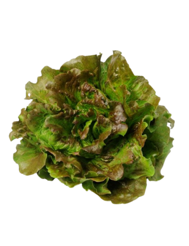 Lechuga MARAVILLA ecológica