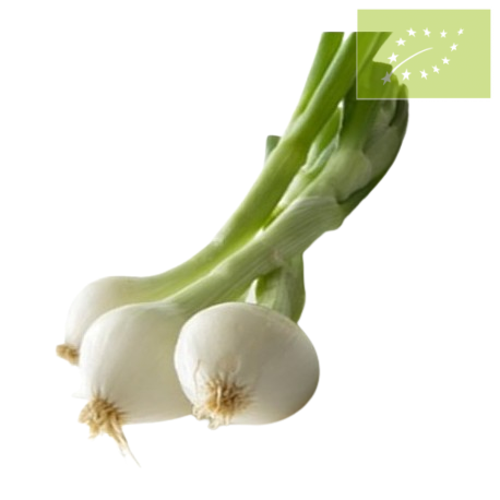 Cebolleta BLANCA GRANEL Ecológica