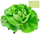 Lechuga TROCADERO Ecológica
