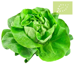 Lechuga TROCADERO Ecológica