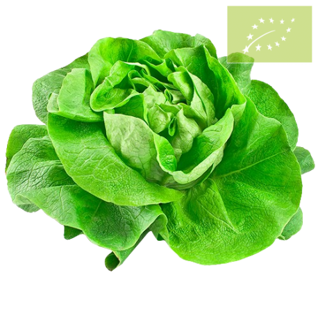 Lechuga TROCADERO Ecológica
