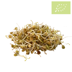 Germinado Lenteja bandeja 60gr Ecológico