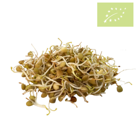 Germinado Lenteja bandeja 60gr Ecológico