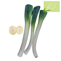 Puerro Ecológico 