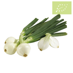 Cebolleta BLANCA GRANEL Ecológica