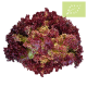 Lechuga LOLLO ROJA Ecológica