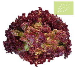 Lechuga LOLLO ROJA Ecológica