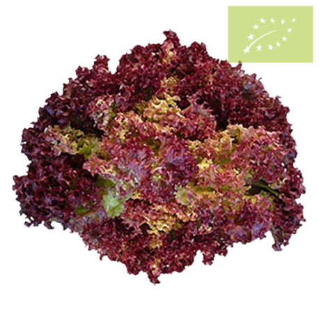 Lechuga LOLLO ROJA Ecológica