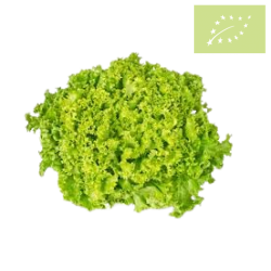 Lechuga Lollo VERDE Ecológica