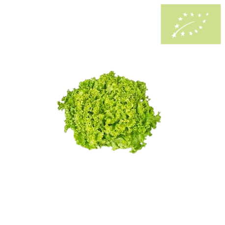 Lechuga Lollo VERDE Ecológica