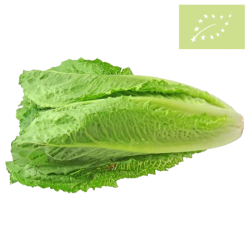 Lechuga OREJA de BURRO ecológica