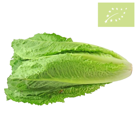 Lechuga OREJA de BURRO ecológica
