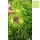 Escarola RIZADA Pieza Ecológica