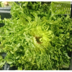 Escarola RIZADA Pieza Ecológica