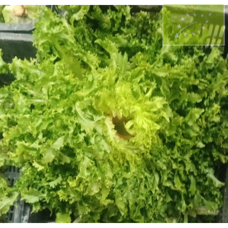 Escarola RIZADA Pieza Ecológica