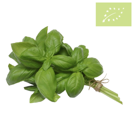 Albahaca VERDE fresca Manojo 100 gr Ecológica