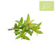 HIERBALUISA fresca manojo 100 gr Ecológico