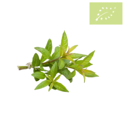 HIERBALUISA fresca manojo 100 gr Ecológico