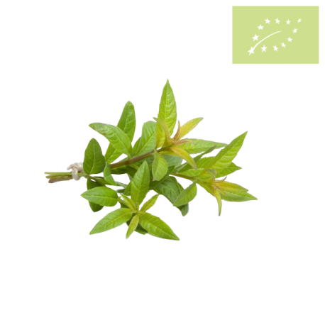 HIERBALUISA fresca manojo 100 gr Ecológico