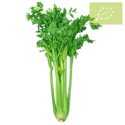 Apio Verde CON HOJAS -GRANEL- Ecológico