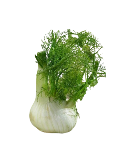 Fennel BULB unit Organic