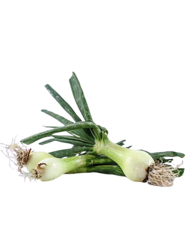 Spring Onion Ecologic 