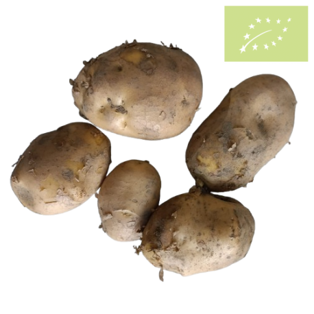Patata BLANCA -NUEVA- Ecológica