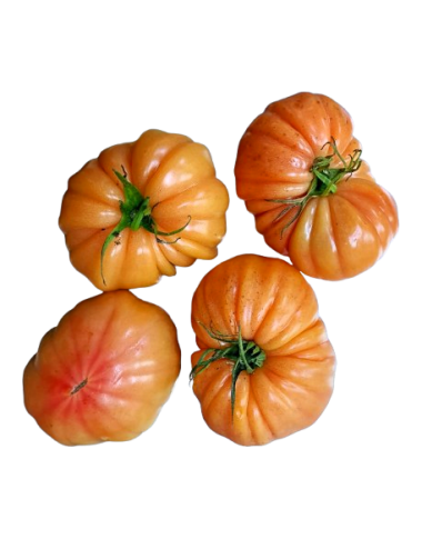 PINK tomato Organic