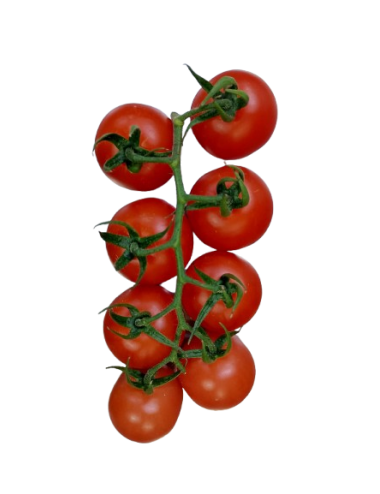 Tomate cherry en RAMA...