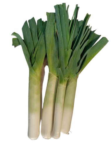 Puerro Ecológico