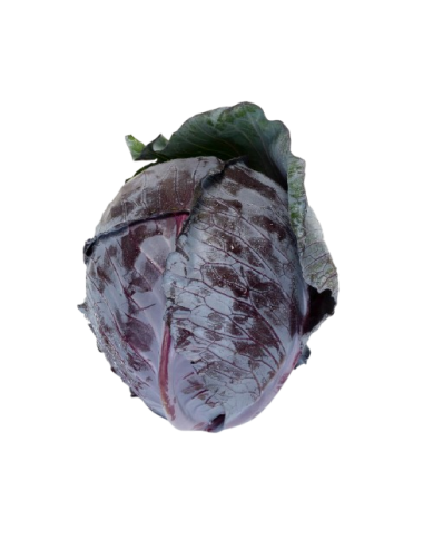 Red cabbage, BULK organic