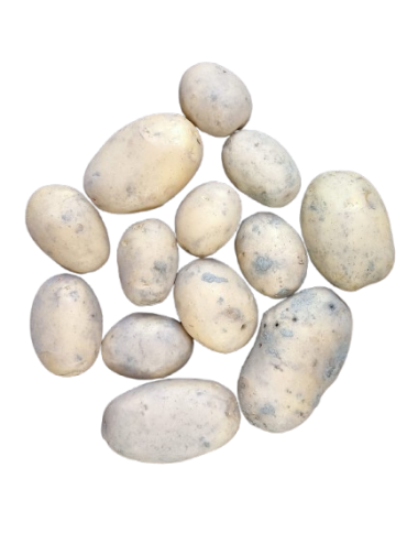 Patata BLANCA Ecológica 