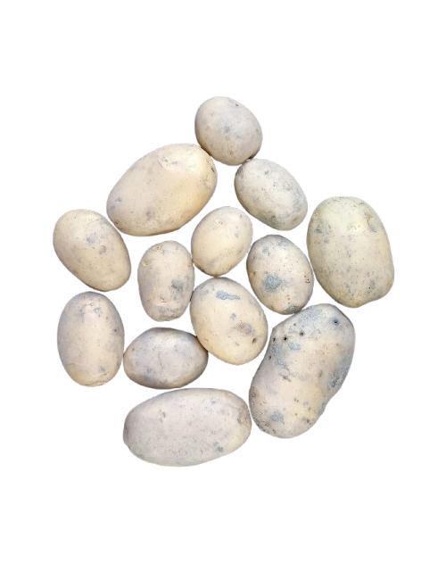 Patata BLANCA Ecológica 