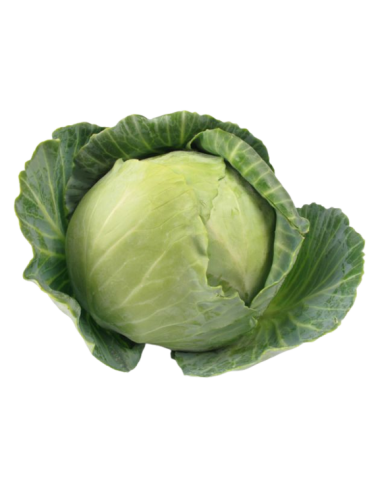 Bulk cabbage Ecologic