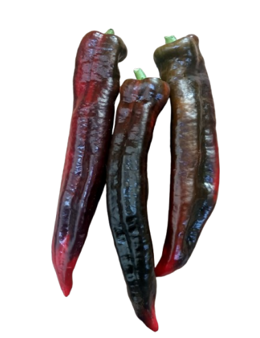 RED palermo pepper Organic